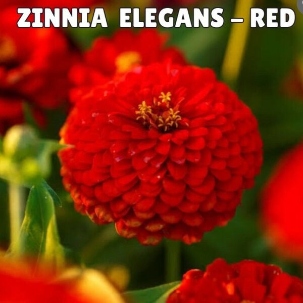 Zinnia Elegans Seeds- Red (Summer)