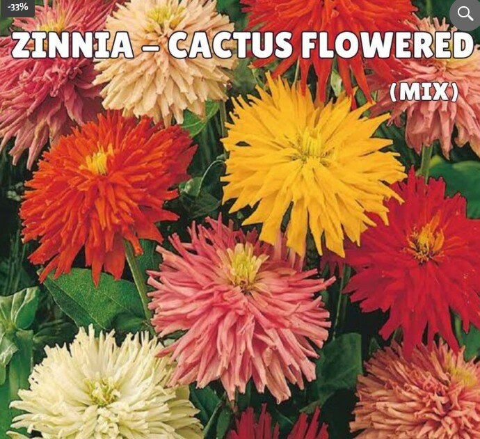 Zinnia ‘Cactus Flowered Mix’ Seeds (Summer) 