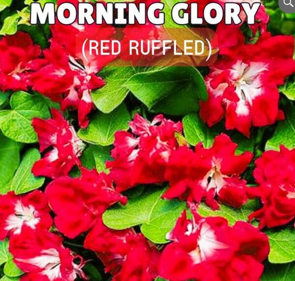 Morning Glory (Red Ruffled) Seeds