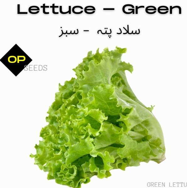 Lettuce Green 