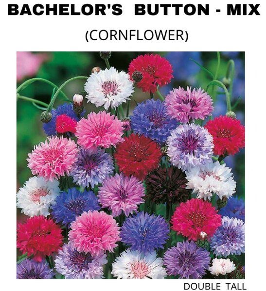 Bachelor’s Button Double Tall Seeds – Mix (Cornflower) (Winter)
