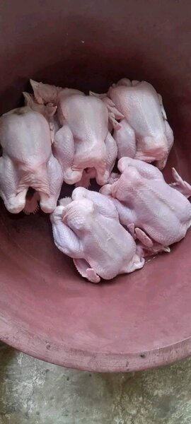 Poulet Frais Prêt à Cuisiner