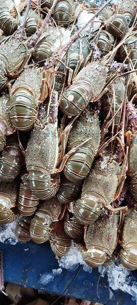 Cigales et langouste
