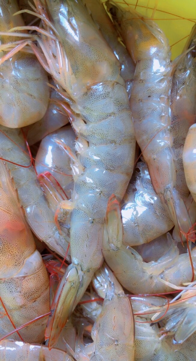 Crevettes, crabes eau,poilues