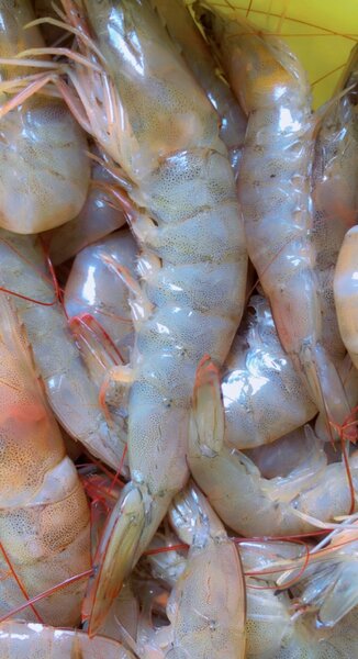 Crevettes, crabes eau,poilues