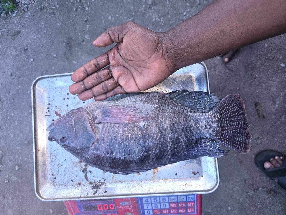Carpes d'eau douce : +800g