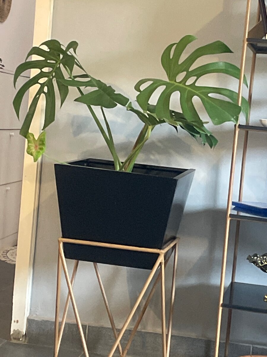 Plant with pot