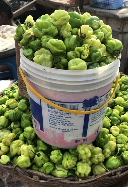 Habanero pepper (green)