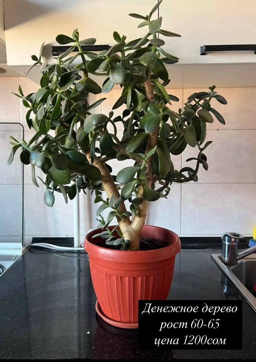 Денежное дерево