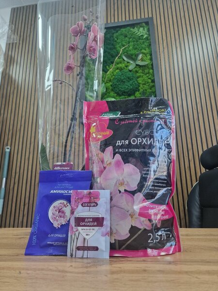 Орхидеи:Голландия