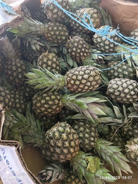 Ananas pain sucre en vrac