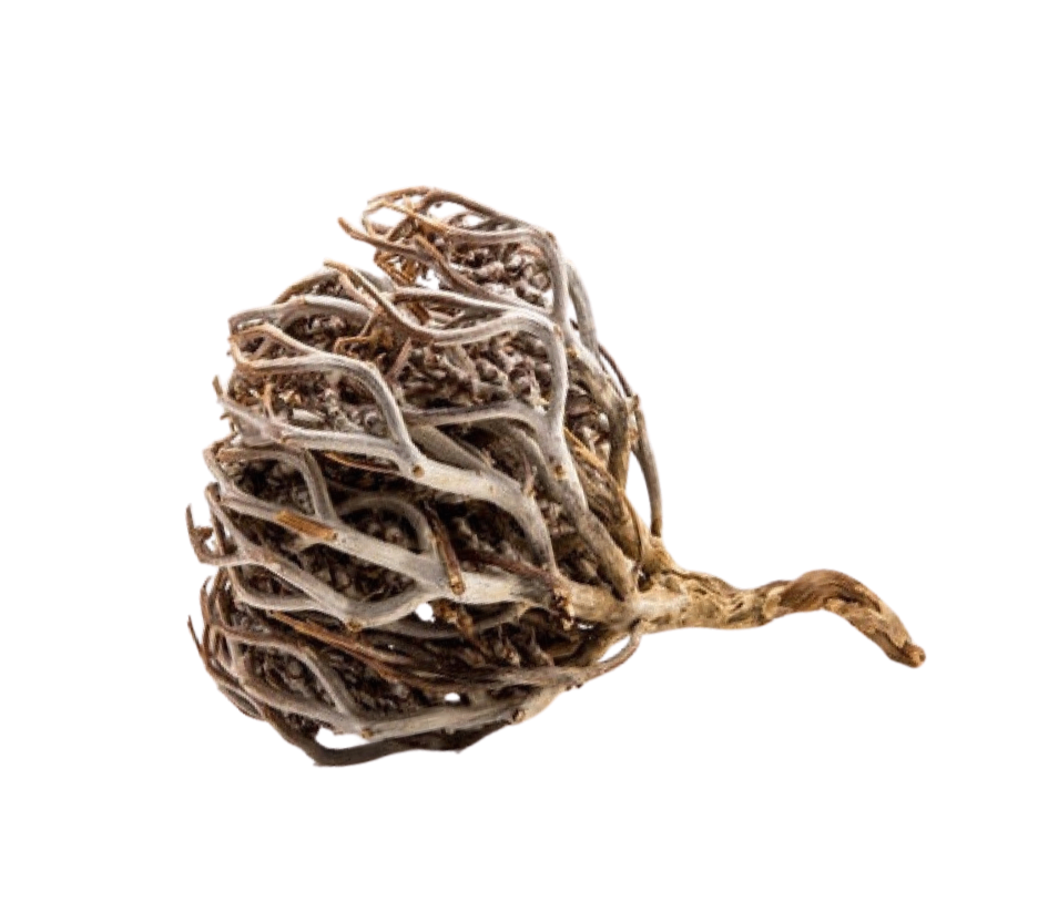 Rose de Jéricho - Plante Immortelle