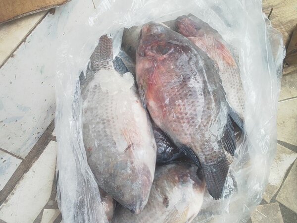 Poissons Carpes(en gros)