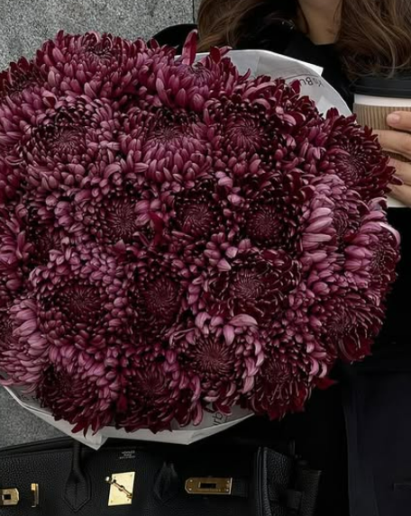 Винные хризантемы