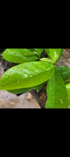 SOURSOP/GRAVIOLA PLANT SEEDLING