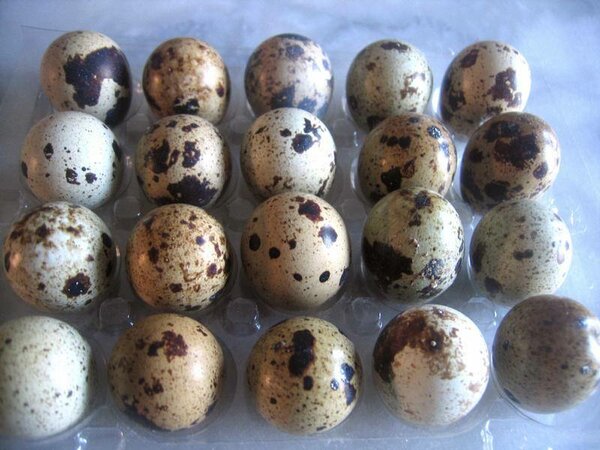 œufs de caille (plaquette 30)