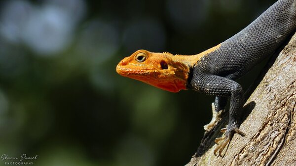 Panasonic Lumix Bridge Camera