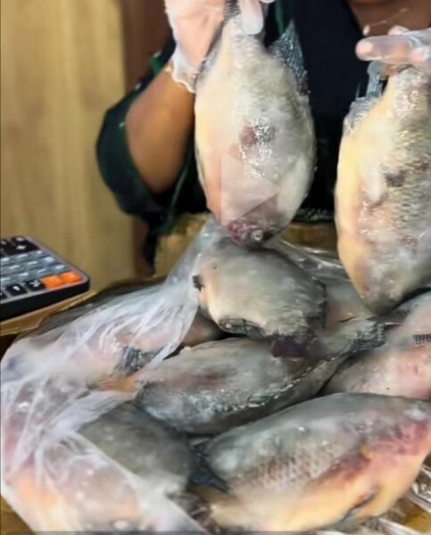 Poisson carpe 500+ et 800+