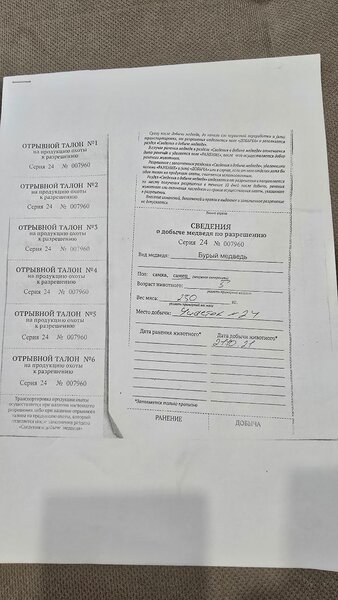 Продаю шкуру бурого медведя