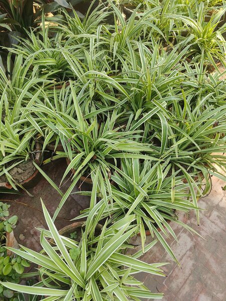 Spider plant