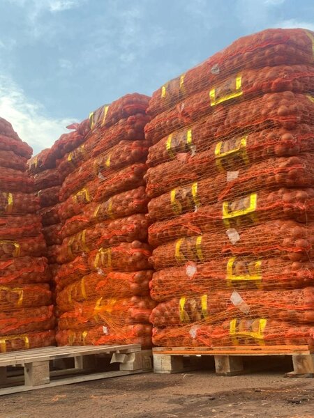 Oignons frais en gros sac