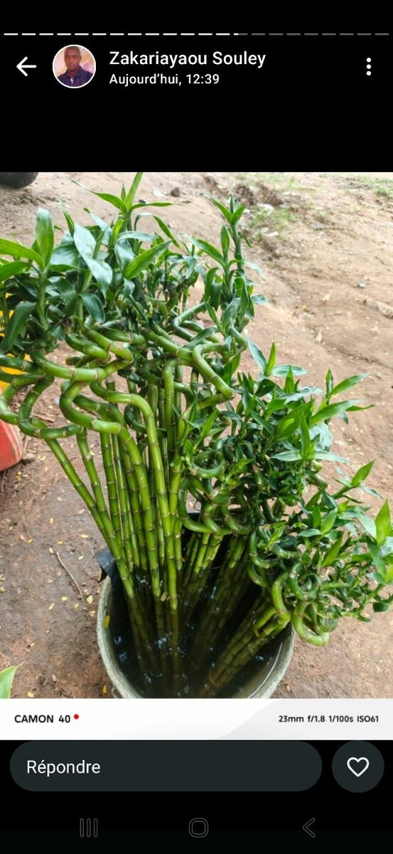 Bambou de chance en pot