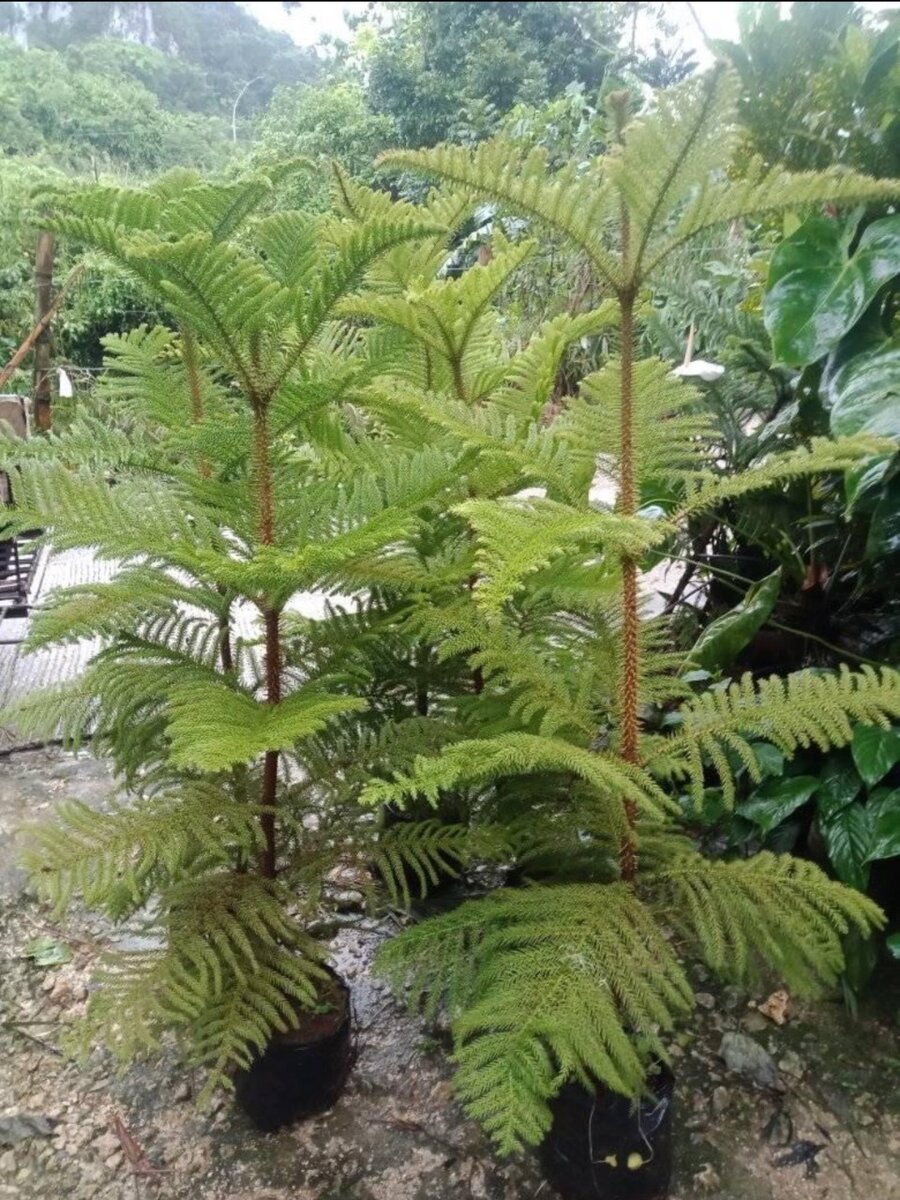 Araucaria Plant