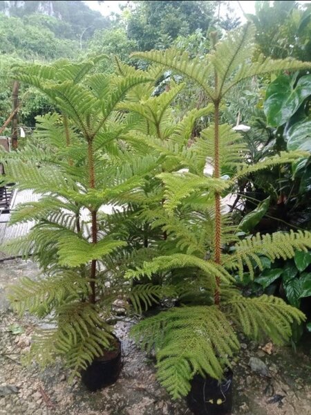 Araucaria Plant