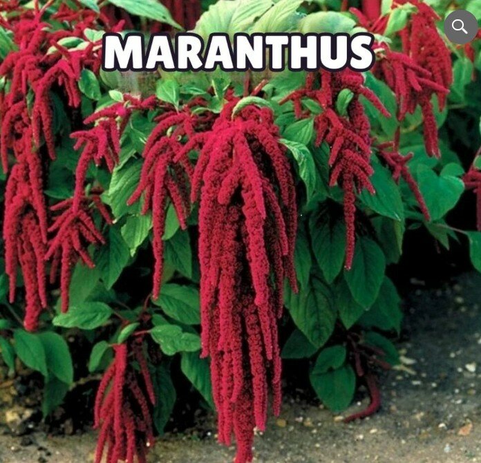 Amaranthus Caudatus Red Seeds (Love-Lies-Bleeding) (Summer)