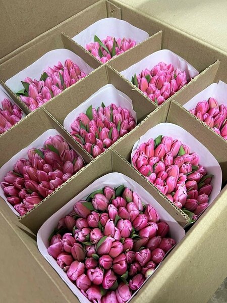 Голландские Тюльпаны оптом/р.