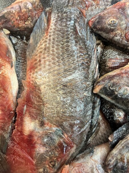 Fresh Tilapia