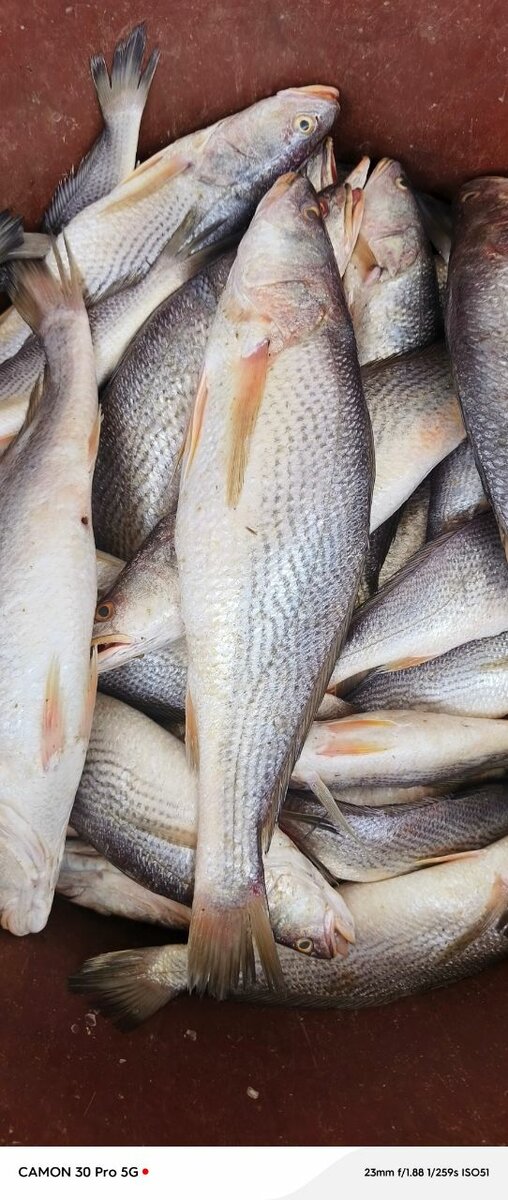 Poissons sossos frais dispo