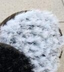  Detailing Brush Kit white