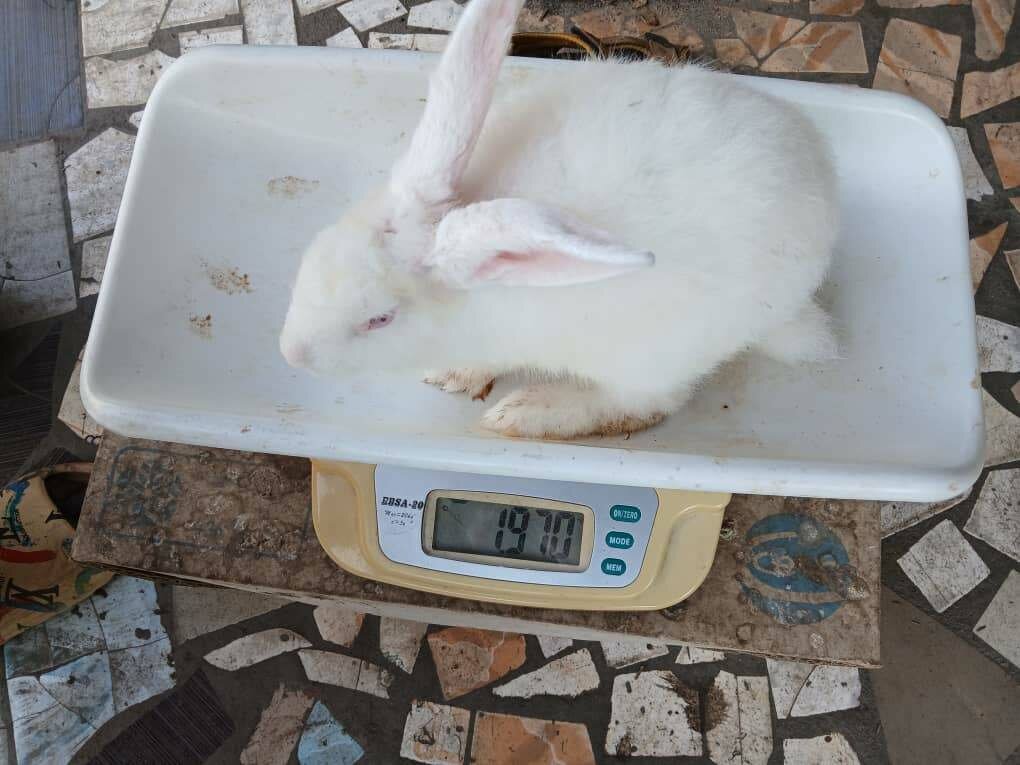 Viande de Lapin Fraîche