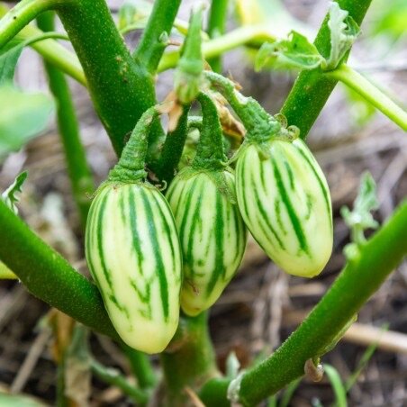 Piment big sun, tomate, aubergine, gombo