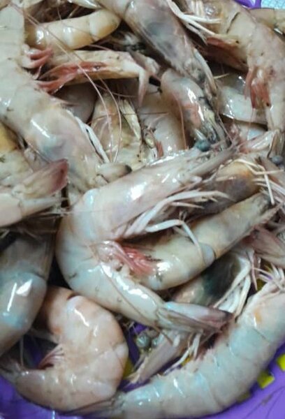 Gambas
