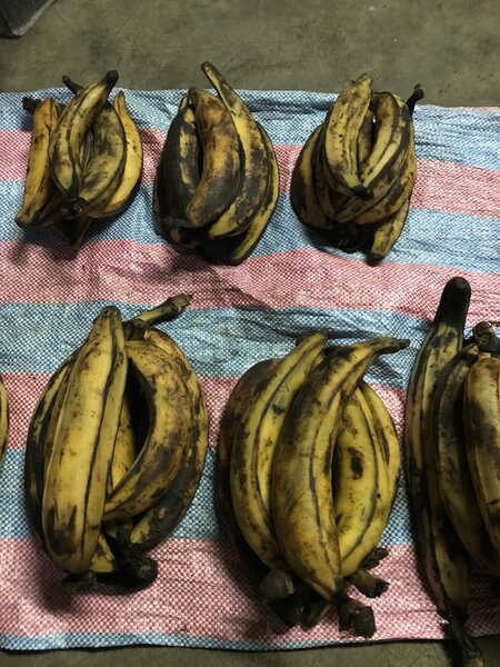 Bananes plantains mûres