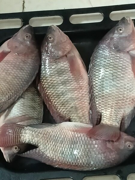 Carton Carpe tilapia 800g 10kg
