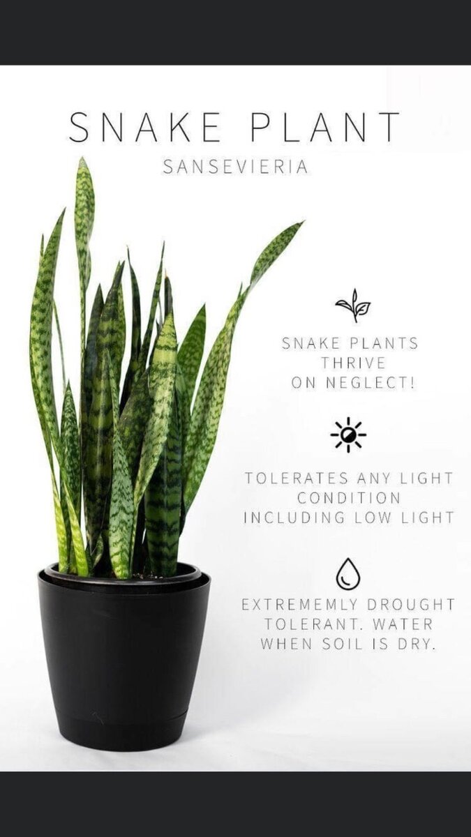 Snake plant (Dracaena trifasciata)