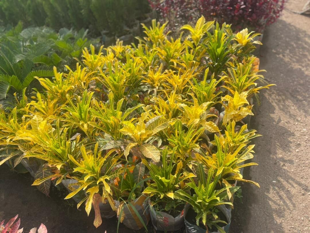 Croton plants