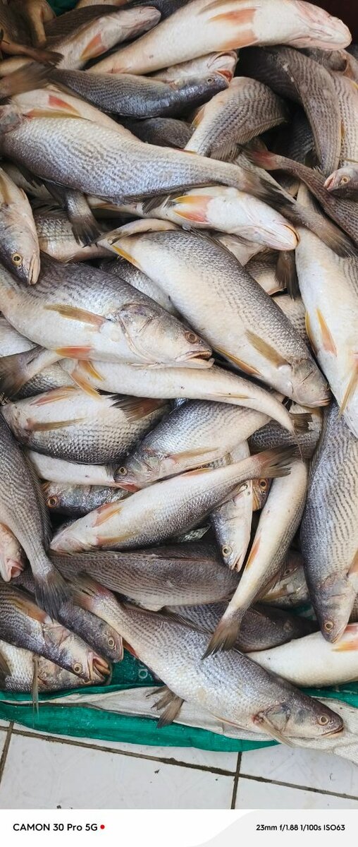 Poissons d'eau frais disponibles