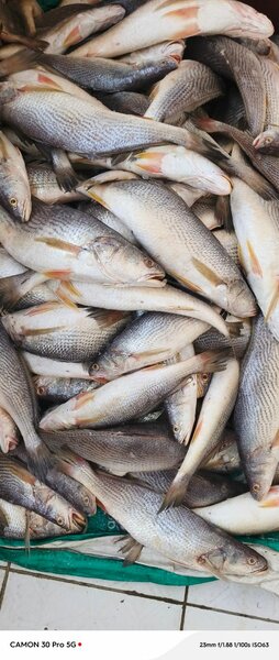 Poissons d'eau frais disponibles
