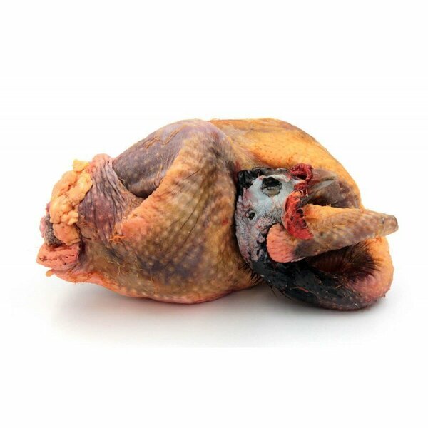 Pintade naturelle du nord