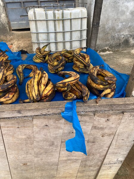 Bananes plantains mûres fraîches