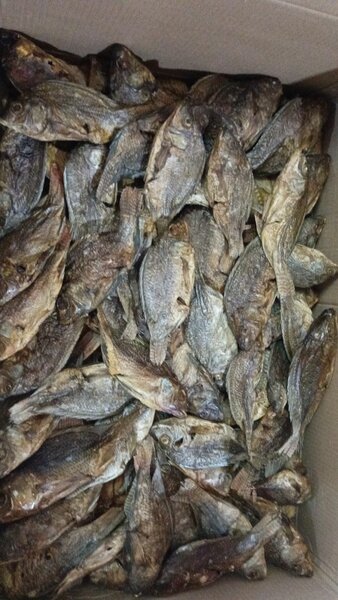 Dry Closed bream's