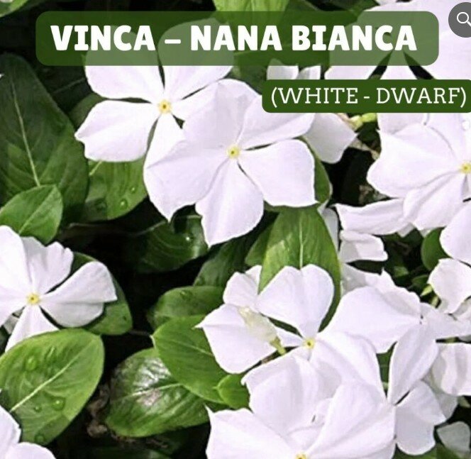 Vinca Nana Bianca Seeds
