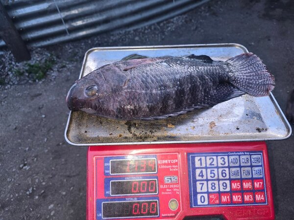 Carpes d'eau douce : +800g
