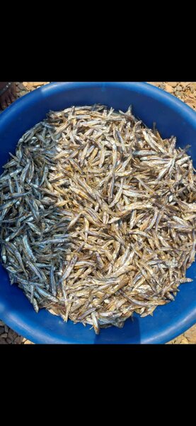 Mpulungu kapenta, readily available