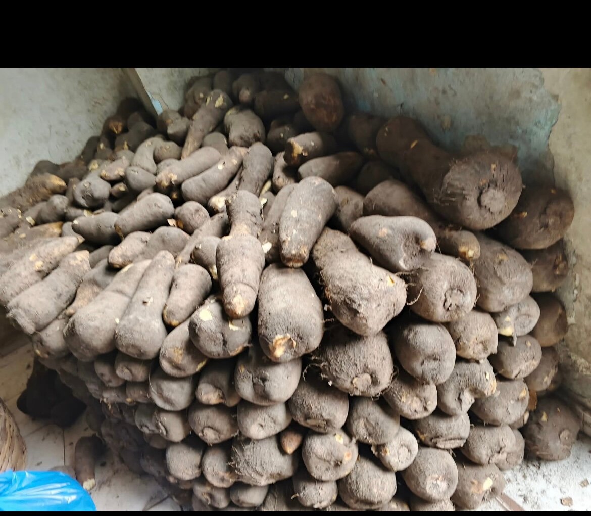 Yam Africain Frais Biologique