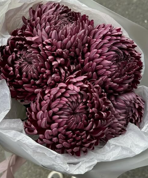 Винные хризантемы